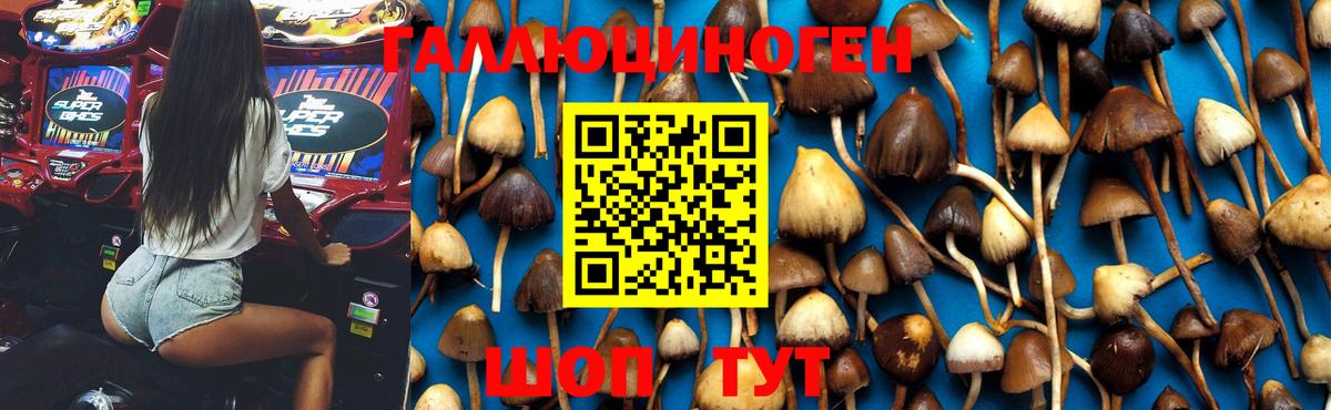 Галлюциногенные грибы MAGIC MUSHROOMS  Вход с VPN  Гудермес 